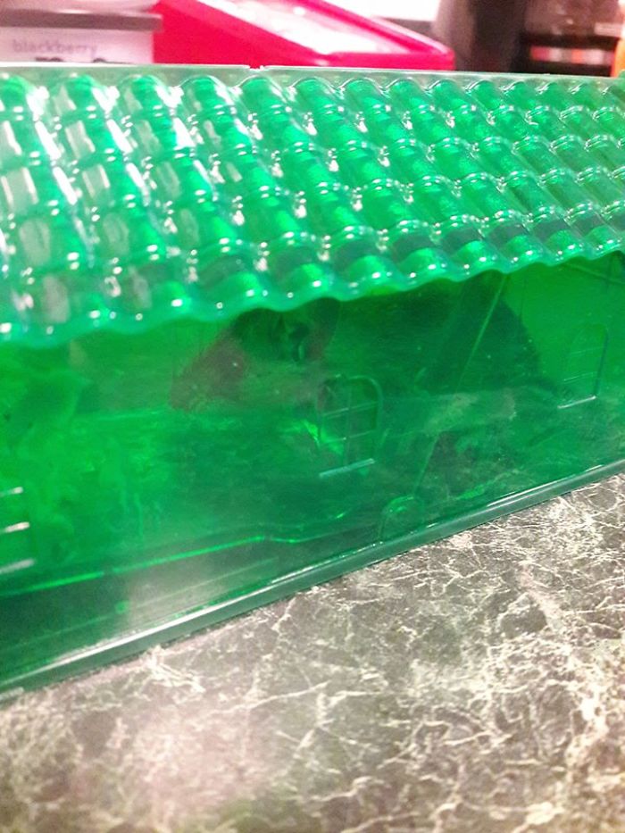 People Share Pics And Stories Of Pests They Saved Instead Of Killing