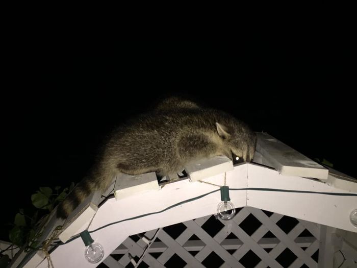 People Share Pics And Stories Of Pests They Saved Instead Of Killing