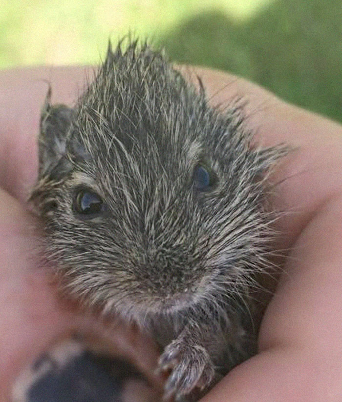 People Share Pics And Stories Of Pests They Saved Instead Of Killing