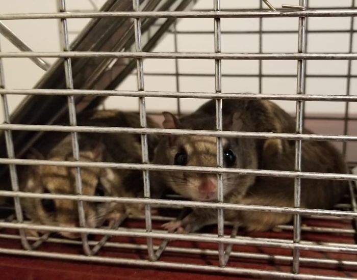 People Share Pics And Stories Of Pests They Saved Instead Of Killing