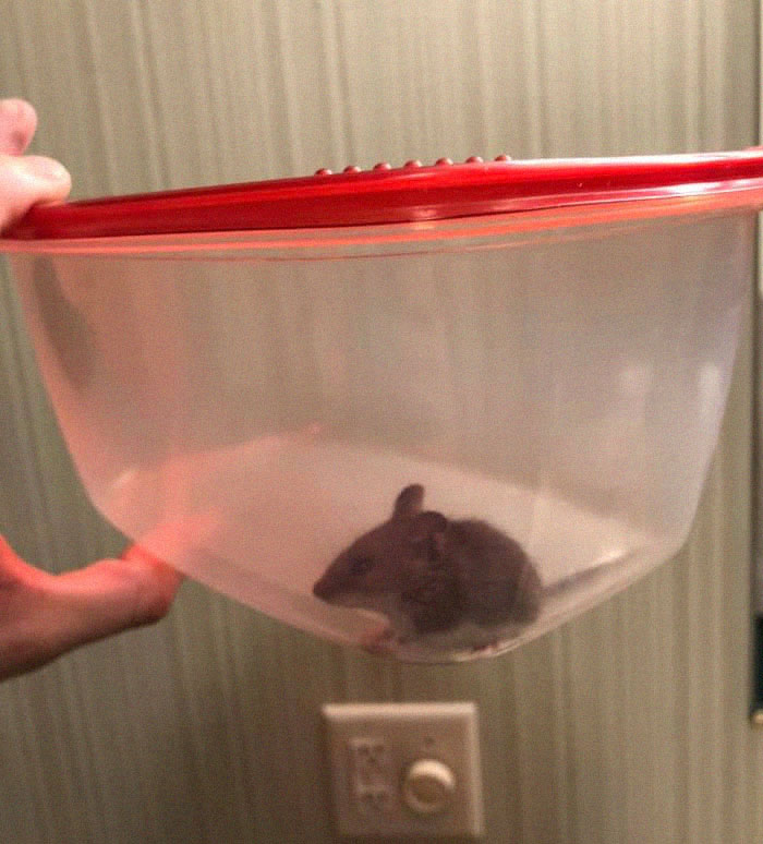 People Share Pics And Stories Of Pests They Saved Instead Of Killing