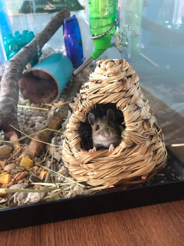 People Share Pics And Stories Of Pests They Saved Instead Of Killing