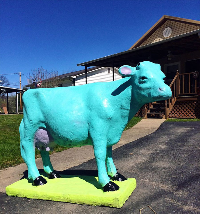 When Anyone Asks Me Where I Live I Tell Them (She's Now Purple) Just Look For The Blue Cow