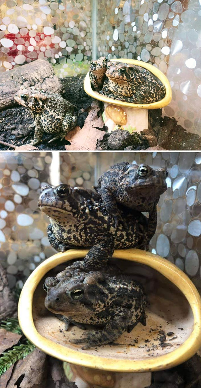 This Is A Vintage Mushroom-Shaped Dish Sponge Holder My Boyfriend Gave Me After Finding It In A Goodwill In Woodbury, MN