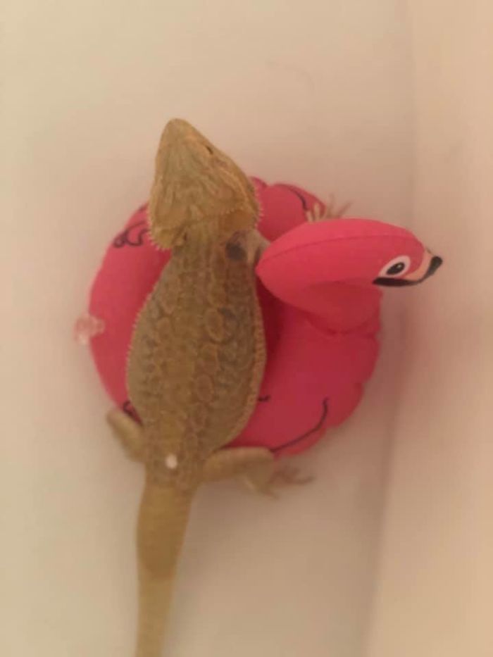 I See Your Animals On Tiny Furniture And Raise You A Dragon On A Tiny Flamingo Float