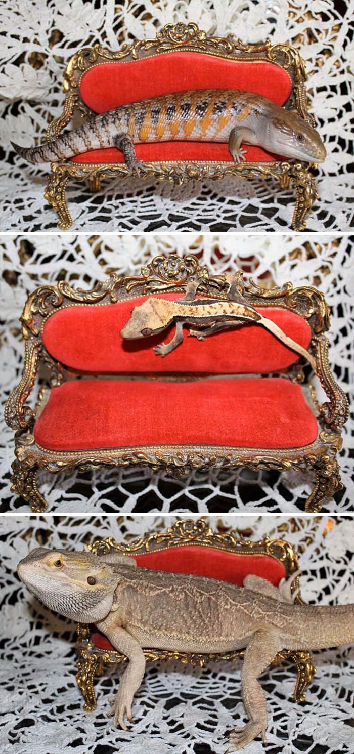 The Beautiful Little Victorian Style Couch I Found At A Thrift Store! Perfect For My Lizards!