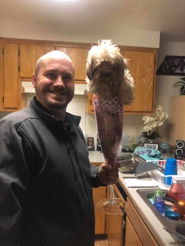 My First Post! A Wine Glass Big Enough To Hold A Whole Yorkie Poo! Found At A St. Vinnies In Springfield, Oregon