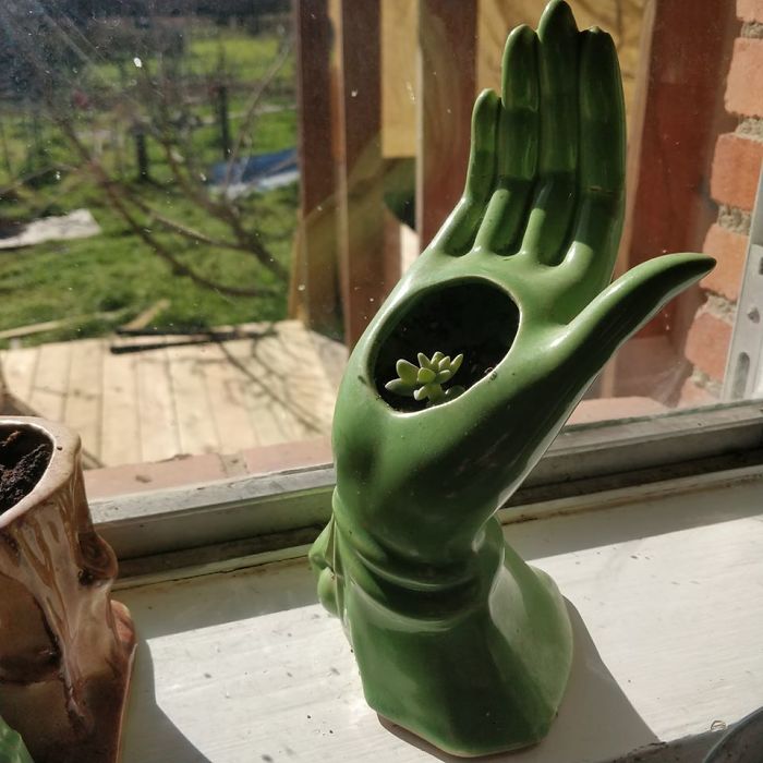 I Don't Just Thrift Planters, I Thrift Plants