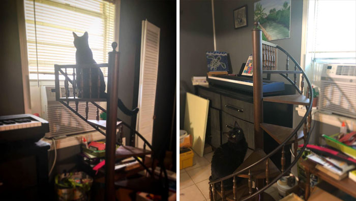 These Cat Stairs Were A Curbside Find In South Florida. (I Suppose It Could Be Used As A Shelf, But It’s Clearly Meant To Be A Miniature Spiral Staircase For Theatrical Cats)