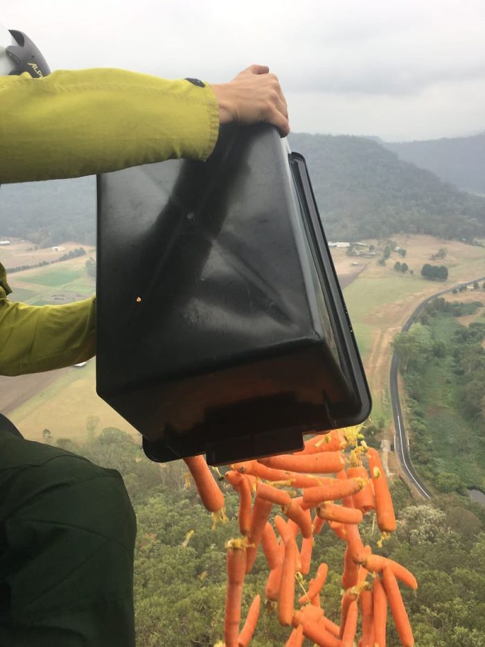 Animals Who Survived Australian Fires Are Starving, So These Planes Dropped Tons Of Vegetables For Them Animals Who Survived Australian Fires Are Starving, So These Planes Dropped Tons Of Vegetables For Them