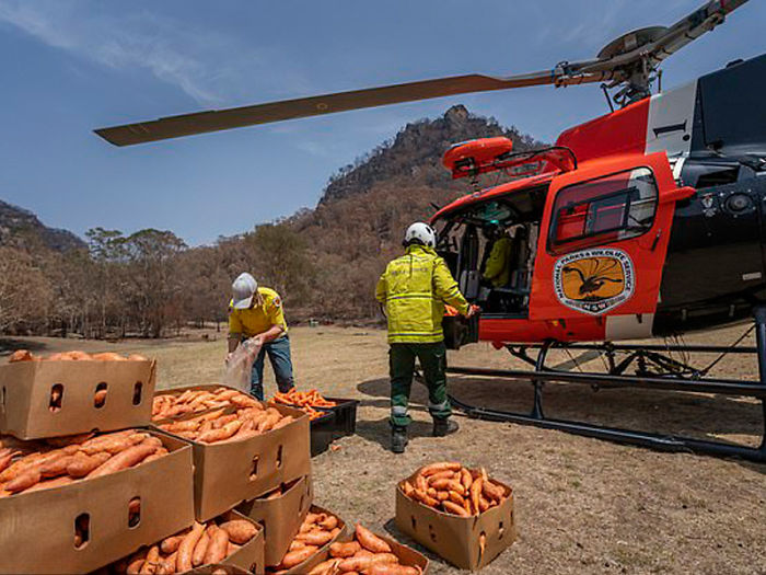 Animals Who Survived Australian Fires Are Starving, So These Planes Dropped Tons Of Vegetables For Them Animals Who Survived Australian Fires Are Starving, So These Planes Dropped Tons Of Vegetables For Them