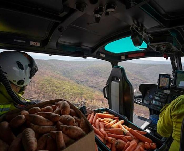 Animals Who Survived Australian Fires Are Starving, So These Planes Dropped Tons Of Vegetables For Them Animals Who Survived Australian Fires Are Starving, So These Planes Dropped Tons Of Vegetables For Them