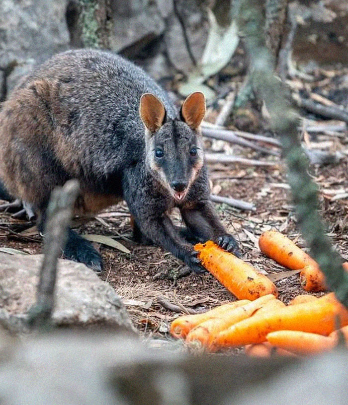 Animals Who Survived Australian Fires Are Starving, So These Planes Dropped Tons Of Vegetables For Them Animals Who Survived Australian Fires Are Starving, So These Planes Dropped Tons Of Vegetables For Them