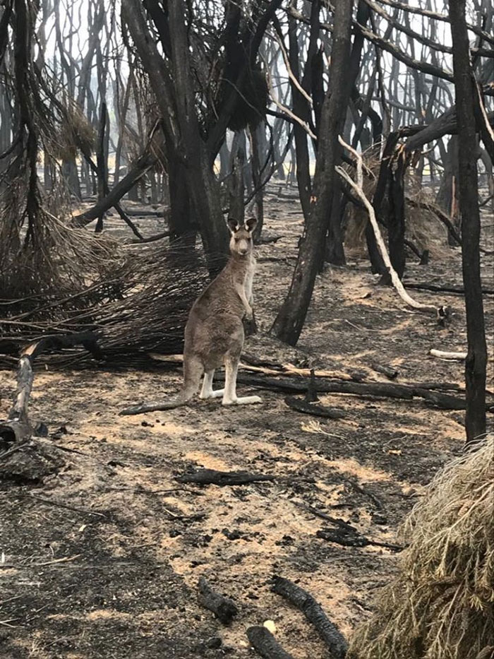 Animals Who Survived Australian Fires Are Starving, So These Planes Dropped Tons Of Vegetables For Them Animals Who Survived Australian Fires Are Starving, So These Planes Dropped Tons Of Vegetables For Them