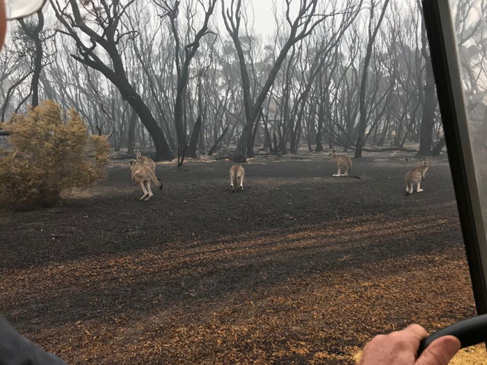 Animals Who Survived Australian Fires Are Starving, So These Planes Dropped Tons Of Vegetables For Them Animals Who Survived Australian Fires Are Starving, So These Planes Dropped Tons Of Vegetables For Them