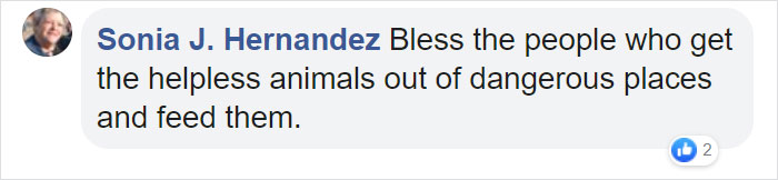 Animals Who Survived Australian Fires Are Starving, So These Planes Dropped Tons Of Vegetables For Them