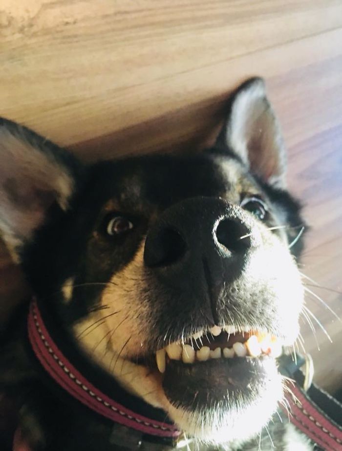 Funny-Dog-Teeth-Toofers