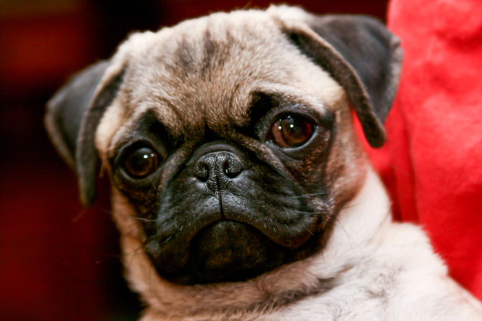 Someone Shows What A Pug's MRI Scan Looks Like And It's Pretty Terrifying
