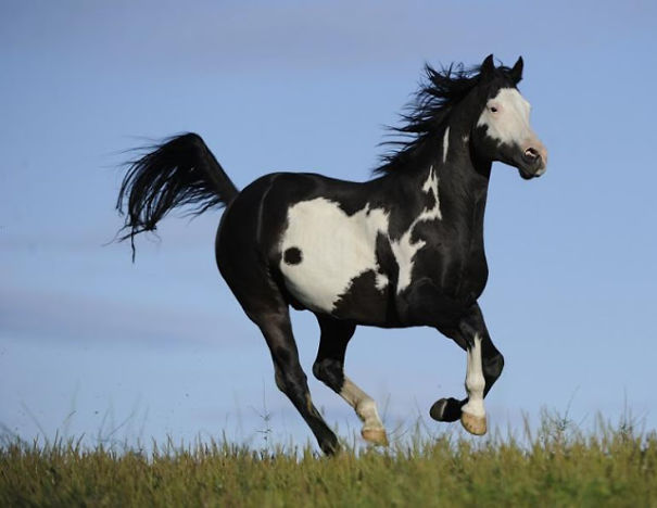 The Most Amazing And Rare Horses You Will Ever See In Your Life! The Most Amazing And Rare Horses You Will Ever See In Your Life!