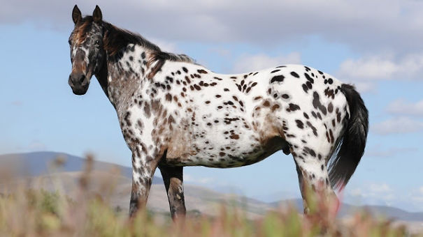The Most Amazing And Rare Horses You Will Ever See In Your Life! The Most Amazing And Rare Horses You Will Ever See In Your Life!