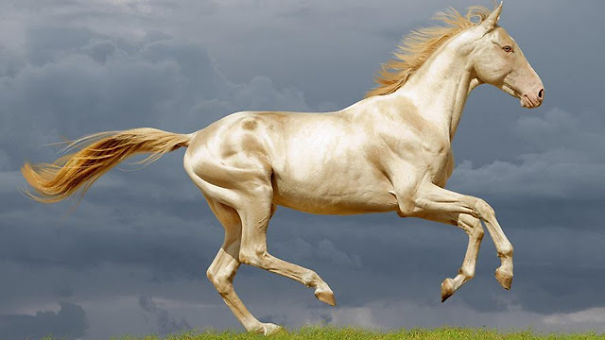 The Most Amazing And Rare Horses You Will Ever See In Your Life! The Most Amazing And Rare Horses You Will Ever See In Your Life!