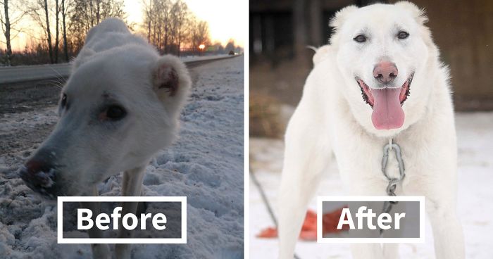 Husband Took His Ex-Wife’s Dog And Abandoned Him 2000 Km Away, Now She’s Traveling To Adopt Him