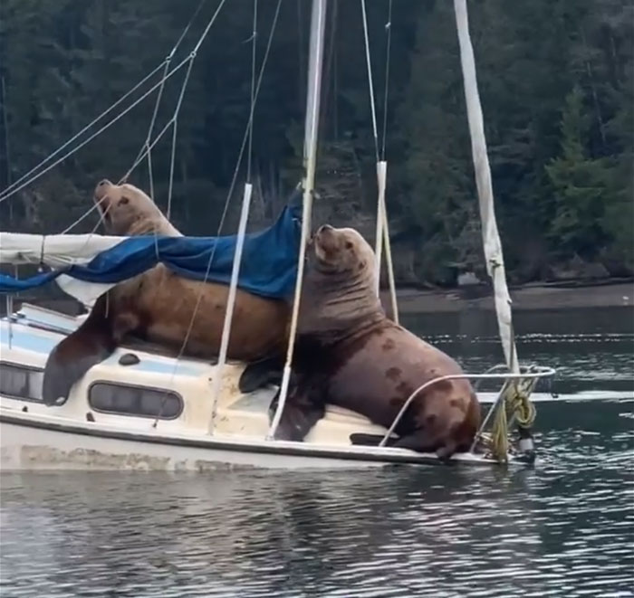 Two Gigantic Sea Lions “Borrow” Someone’s Boat, And The Video Is Ridiculous Two Gigantic Sea Lions “Borrow” Someone’s Boat, And The Video Is Ridiculous