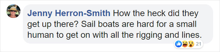 Two Gigantic Sea Lions “Borrow” Someone’s Boat, And The Video Is Ridiculous Two Gigantic Sea Lions “Borrow” Someone’s Boat, And The Video Is Ridiculous