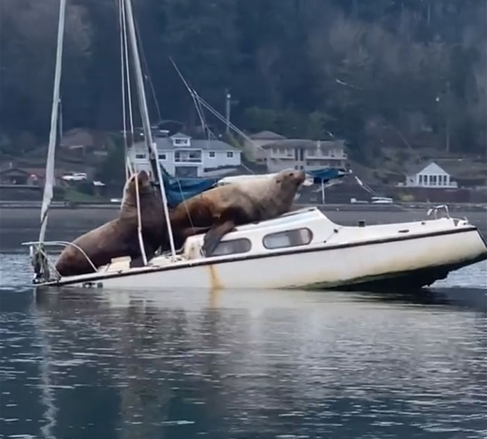 Two Gigantic Sea Lions “Borrow” Someone’s Boat, And The Video Is Ridiculous Two Gigantic Sea Lions “Borrow” Someone’s Boat, And The Video Is Ridiculous
