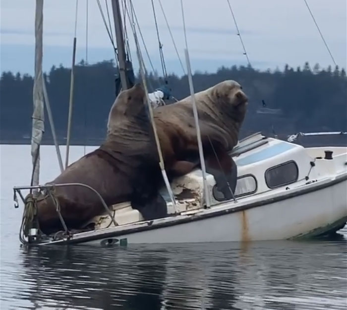 Two Gigantic Sea Lions “Borrow” Someone’s Boat, And The Video Is Ridiculous Two Gigantic Sea Lions “Borrow” Someone’s Boat, And The Video Is Ridiculous