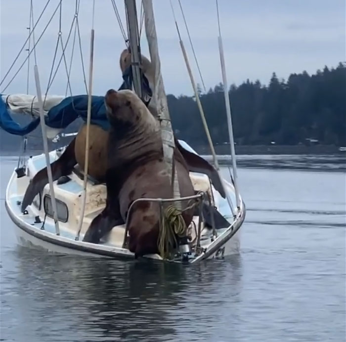 Two Gigantic Sea Lions “Borrow” Someone’s Boat, And The Video Is Ridiculous Two Gigantic Sea Lions “Borrow” Someone’s Boat, And The Video Is Ridiculous