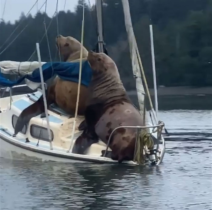 Two Gigantic Sea Lions “Borrow” Someone’s Boat, And The Video Is Ridiculous Two Gigantic Sea Lions “Borrow” Someone’s Boat, And The Video Is Ridiculous