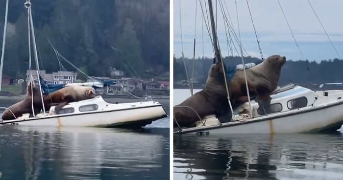 Two Gigantic Sea Lions “Borrow” Someone’s Boat, And The Video Is Ridiculous