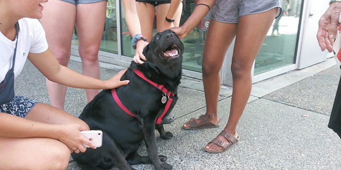 This Good Girl Takes The Bus Everyday To The Dog Park All By Herself And Even Has Her Own Bus Pass Attached To Her Collar