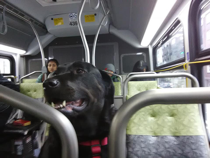This Good Girl Takes The Bus Everyday To The Dog Park All By Herself And Even Has Her Own Bus Pass Attached To Her Collar This Good Girl Takes The Bus Everyday To The Dog Park All By Herself And Even Has Her Own Bus Pass Attached To Her Collar