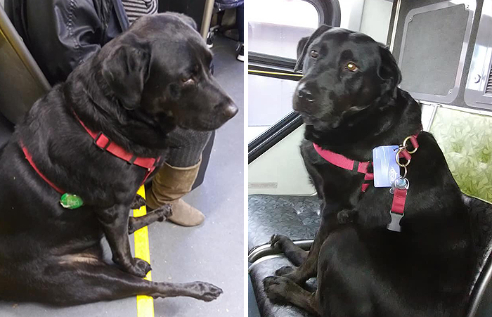 This Good Girl Takes The Bus Everyday To The Dog Park All By Herself And Even Has Her Own Bus Pass Attached To Her Collar This Good Girl Takes The Bus Everyday To The Dog Park All By Herself And Even Has Her Own Bus Pass Attached To Her Collar