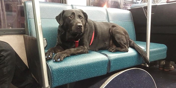 This Good Girl Takes The Bus Everyday To The Dog Park All By Herself And Even Has Her Own Bus Pass Attached To Her Collar This Good Girl Takes The Bus Everyday To The Dog Park All By Herself And Even Has Her Own Bus Pass Attached To Her Collar