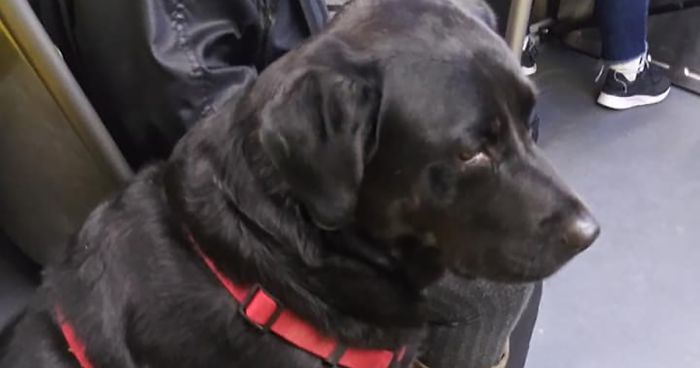 This Good Girl Takes The Bus Everyday To The Dog Park All By Herself And Even Has Her Own Bus Pass Attached To Her Collar