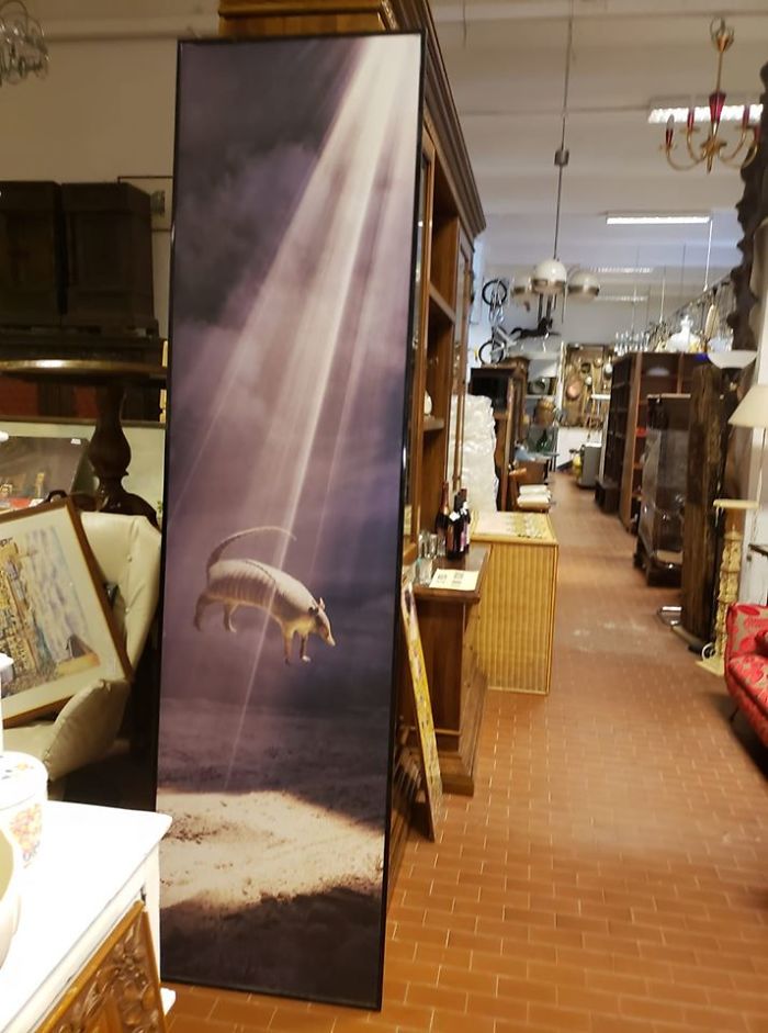 Behold The Alien Abduction Of An Armadillo