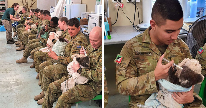 Australian Army Soldiers Spend Their Rest Time Caring For Koalas Affected By The Bushfires