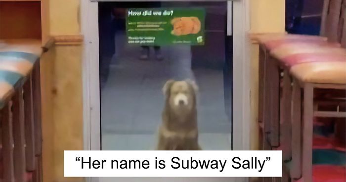 Stray Dog Visits Subway Every Day For A Free Sandwich