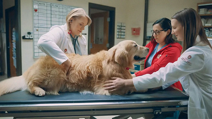 Vets Save Man’s Dog From Cancer, He Thanks Them With A $6M Super Bowl Ad