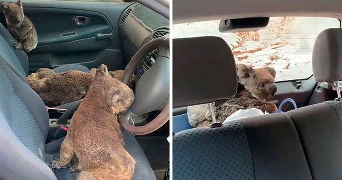 Australian Teens Save As Many Koalas As They Can By Driving Around And Searching For All The Live Ones