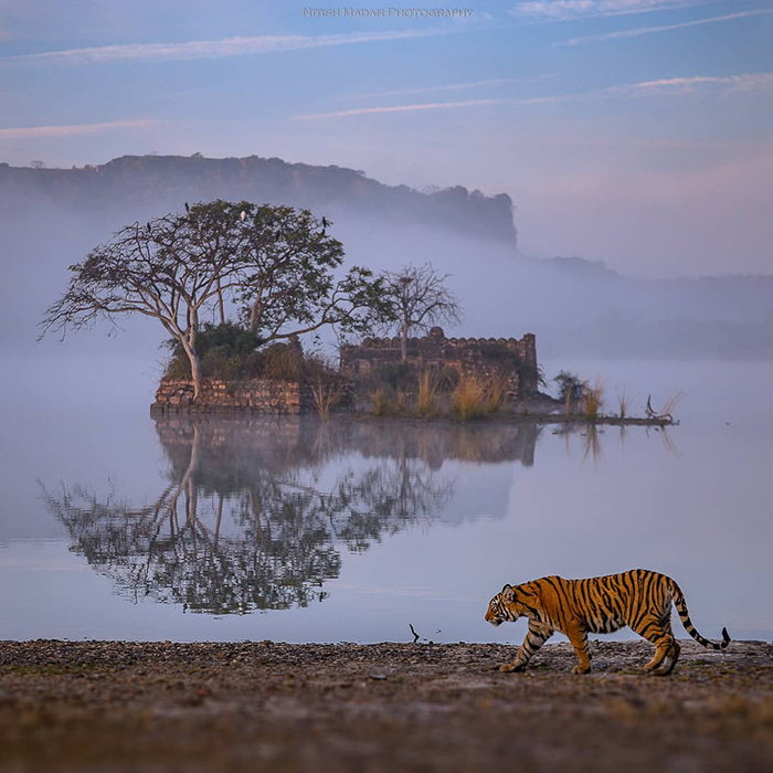 Indian Photographer Nitish Madan Captures Breathtaking Moments From The Lives Of Tigers