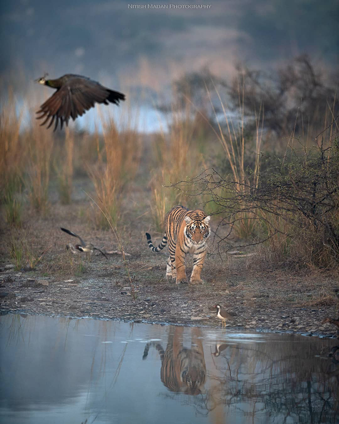 Indian Photographer Nitish Madan Captures Breathtaking Moments From The Lives Of Tigers