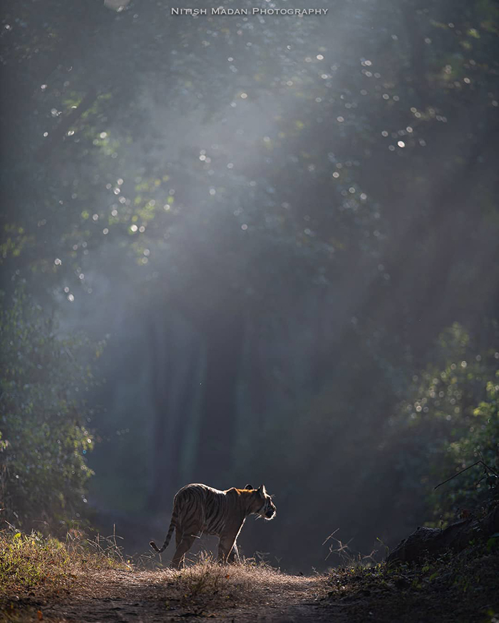 Indian Photographer Nitish Madan Captures Breathtaking Moments From The Lives Of Tigers