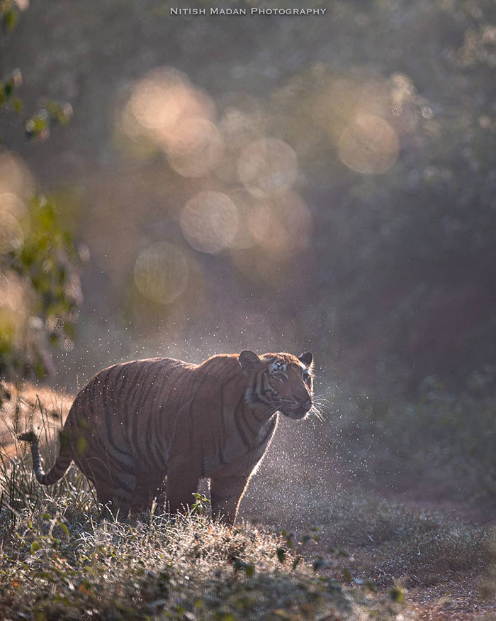 Indian Photographer Nitish Madan Captures Breathtaking Moments From The Lives Of Tigers
