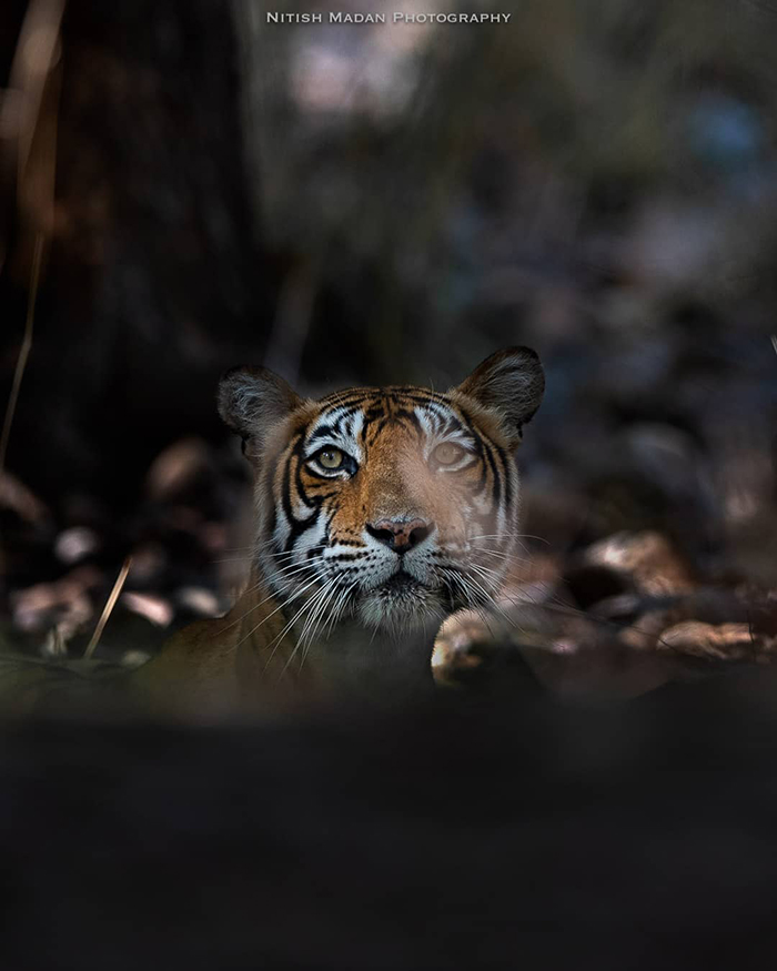 Indian Photographer Nitish Madan Captures Breathtaking Moments From The Lives Of Tigers