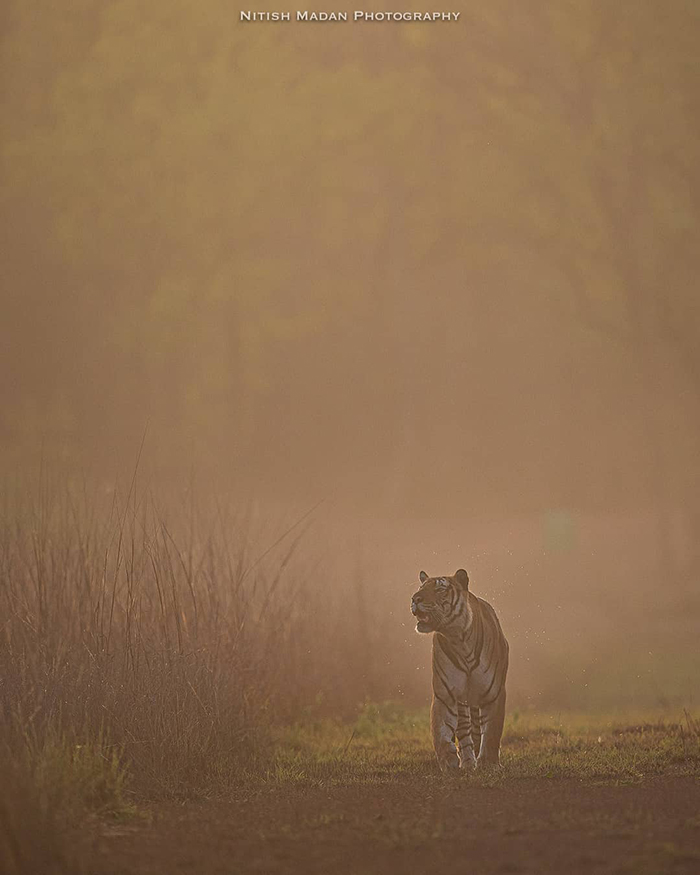 Indian Photographer Nitish Madan Captures Breathtaking Moments From The Lives Of Tigers