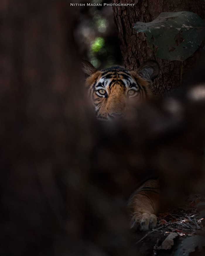 Indian Photographer Nitish Madan Captures Breathtaking Moments From The Lives Of Tigers